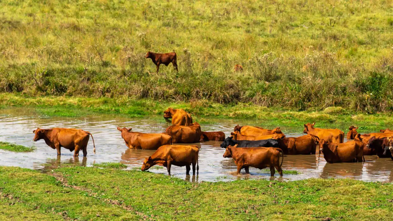 Vacas raza Hereford en un bañado en el campo